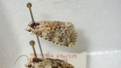 Bryophila domestica