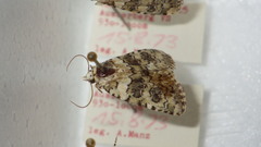 Bryophila domestica