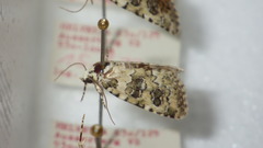Bryophila domestica