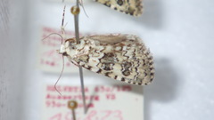 Bryophila domestica