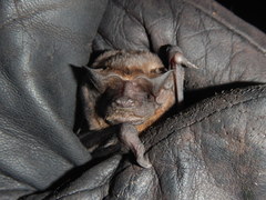 Molossus molossus
