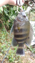 Heterotilapia buettikoferi