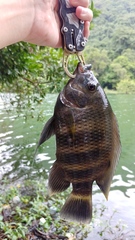 Heterotilapia buettikoferi