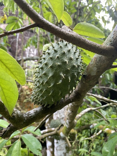 Annona muricata image