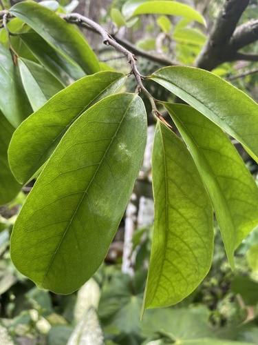 Annona muricata image