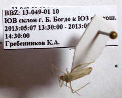 Apantilius prasinus
