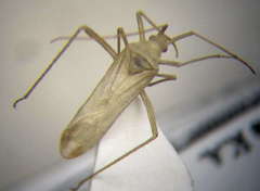 Apantilius prasinus
