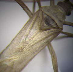 Apantilius prasinus