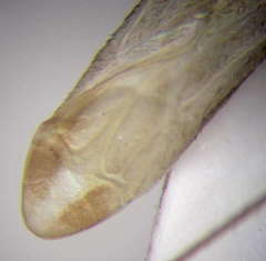 Apantilius prasinus