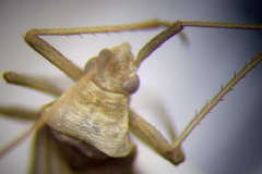 Apantilius prasinus