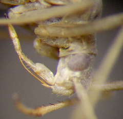Apantilius prasinus