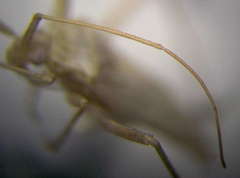 Apantilius prasinus