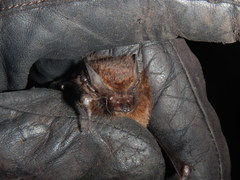 Peropteryx trinitatis