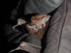 Peropteryx trinitatis