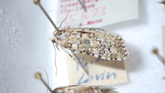 Bryophila domestica