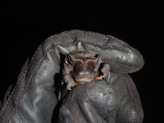 Molossus molossus