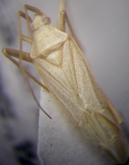 Apantilius prasinus