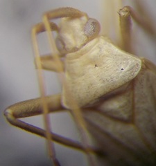Apantilius prasinus