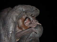 Molossus molossus