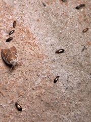 Euchaetis