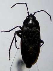 Aphanus rolandri