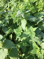 Lamium album