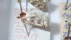 Bryophila domestica