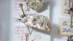 Bryophila domestica