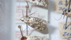 Bryophila domestica