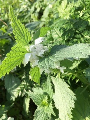 Lamium album