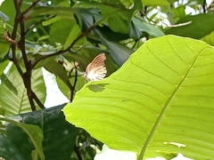 Tanaecia iapis