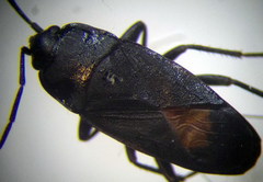 Aphanus rolandri