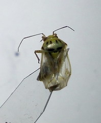 Apolygus spinolae