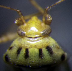 Apolygus spinolae