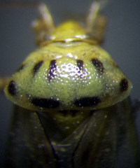 Apolygus spinolae