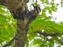 Yungipicus moluccensis