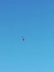Buteo buteo