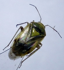 Apolygus spinolae