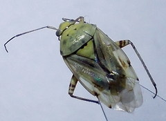 Apolygus spinolae