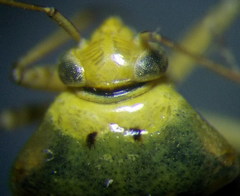 Apolygus spinolae