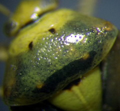 Apolygus spinolae