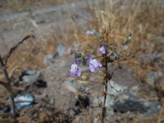 Sairocarpus vexillocalyculatus vexillocalyculatus