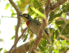 Psilopogon haemacephalus