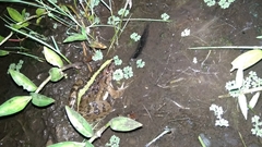 Fejervarya limnocharis