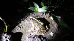 Fejervarya limnocharis