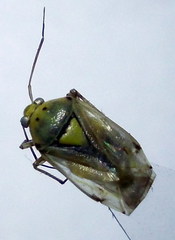Apolygus spinolae