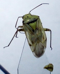 Apolygus spinolae