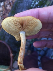 Basidiomycota