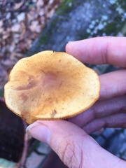 Basidiomycota