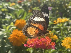Cethosia cyane